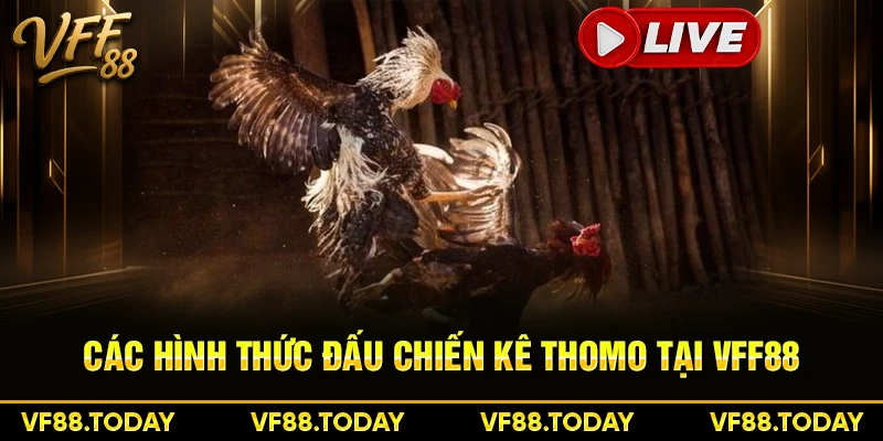 Các hình thức đấu chiến kê Thomo tại VFF88