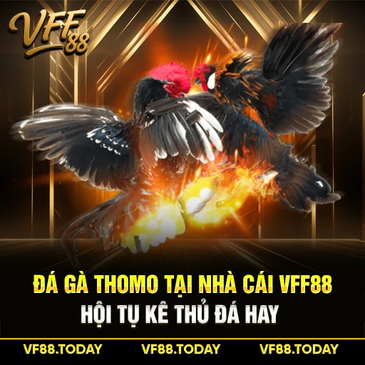 Đá Gà Thomo Tại Nhà Cái VFF88 - Hội Tụ Kê Thủ Đá Hay