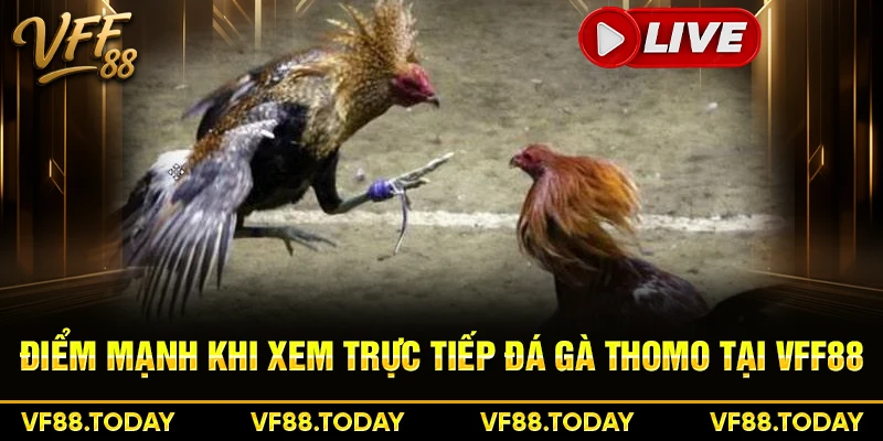 Điểm mạnh khi xem trực tiếp đá gà thomo tại VFF88