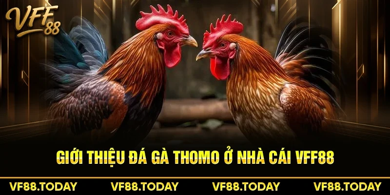 Giới thiệu đá gà Thomo ở nhà cái VFF88