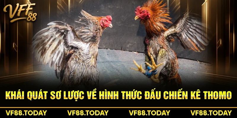 Khái quát sơ lược về hình thức đấu chiến kê Thomo