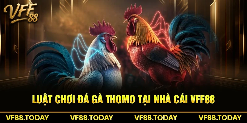 Luật chơi đá gà Thomo tại nhà cái VFF88