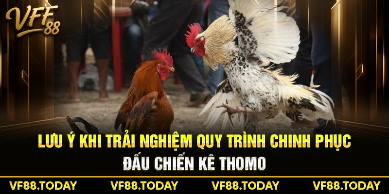 Lưu ý khi trải nghiệm quy trình chinh phục đấu chiến kê Thomo