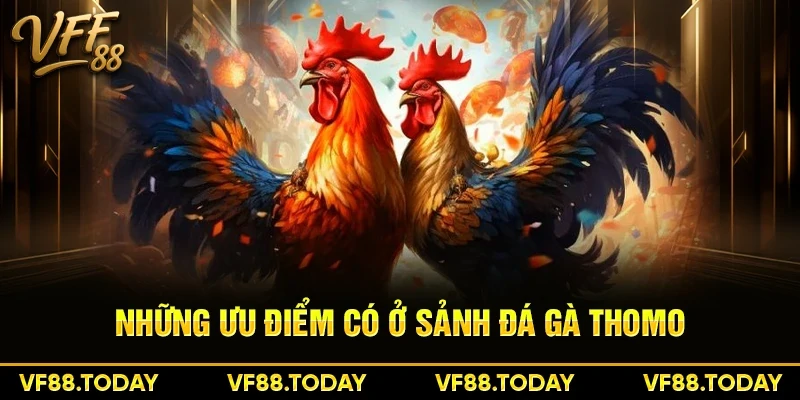 Những ưu điểm có ở sảnh đá gà Thomo