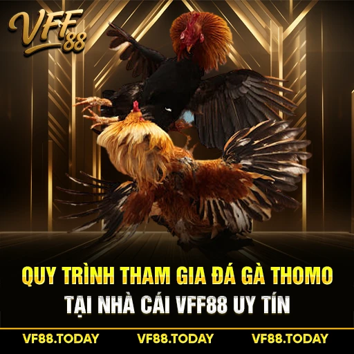 Quy Trình Tham Gia Đá Gà Thomo Tại Nhà Cái VFF88 Uy Tín