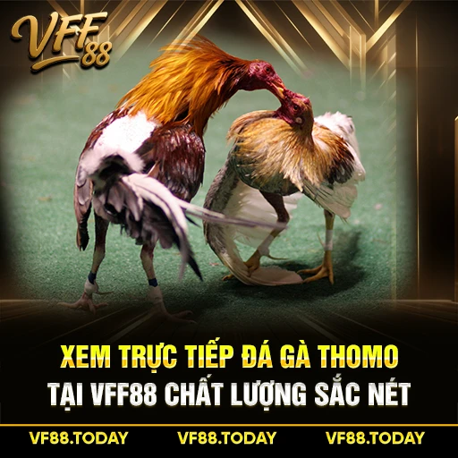Xem Trực Tiếp Đá Gà Thomo Tại VFF88 Chất Lượng Sắc Nét